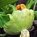 photo TomorrowSeeds - Benning's Green Tint Patty Pan Seeds - 60+ Count Packet - Bush Scallop Summer Squash Patisson Scallopini Vegetable Seed