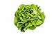 photo 500 Buttercrunch Lettuce Seeds for Planting - Heirloom Non-GMO Vegetable Seeds for Planting - Hydroponics - Microgreens - AKA Butterhead Lettuce, Boston Lettuce, Bibb Lettuce