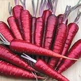 Purple Dragon Carrot Seeds ► Non-GMO Purple Dragon Carrot Seeds (350+ Seeds) ◄ by PowerGrow Systems photo / $1.89