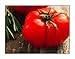 photo 250 Beefsteak Tomato Seeds | Non-GMO | Fresh Garden Seeds