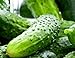 photo 100 Boston Pickling Cucumber Seeds | Non-GMO | Fresh Garden Seeds