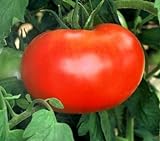 110+ Big Boy Organic NON-GMO Tomato Seeds - My Secret Garden - UPC742137106032 photo / $4.59
