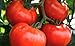 photo 250 Tomato Seeds Manitoba| Non-GMO | Fresh Garden Seeds