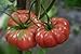 photo 75+ Giant Belgium Tomato Seeds- Heirloom Variety