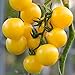 photo Currant Yellow Cherry Tomato Seeds for Planting - 250 mg Packet ~60 Seeds - Solanum lycopersicum - Farm & Garden Vegetable Seeds - Cherry Tomato Seed -Non-GMO, Heirloom, Open Pollinated, Annual