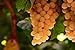 foto 50pcs Traubenkerne Miniatur Weinrebe Bonsai Seedsn Fruchtsamen Sukkulenten süße Speisen leicht 6 Anlage für Gartentopf wachsen