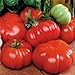 photo Park Seed Costoluto Genovese Tomato Seeds, Pack of 30 Seeds