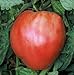 photo 75+ Pink Oxheart Tomato Seeds- Heirloom Variety