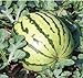photo Dixie Queen Watermelon Seeds, (Isla's Garden Seeds), 50 Heirloom Seeds Per Packet, Non GMO Seeds, Botanical Name: Citrullus lanatus
