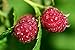 photo Raspberry Bare Root - 2 Plants - Polana Raspberry Plant Produces Large, Firm Berries with Good Flavor - Wrapped in Coco Coir - GreenEase by ENROOT