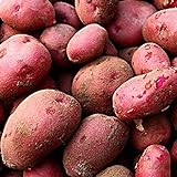 0pcs Graines de pommes de terre Haute taux de germination Facile à développer des légumes nutritifs et savoureux pour le jardin de la ferme de jardin en croissance pour l'agriculture à la mai Gra photo / 0,01 €