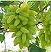 foto KINGDUO 50 Pc/Paquete Dedo Semilla De La UVA Fruta Deliciosa En Macetas Uvas Plantan Semillas para El Hogar Y Jardín-Verde