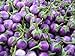 photo Purple Thai Mini Round Aubergine 30 ++ Graines