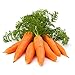 photo 1000+ Carrot Seed for Planting - Non-GMO, Vegetable Seeds for Planting Outdoor Home Gardens
