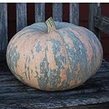 10 Iran, Pumpkin Seed (Calabaza) Jumbo Squash,50 Plus Pound Fruits photo / $9.95