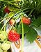 photo Strawberry Evie-2 Bare Root Plants 20 Count - Ever Bearing - Non-GMO - Day Neutral Longer Fruit yielding Season - Bareroots Wrapped in Coco Coir - GreenEase by ENROOT