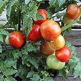 Rotkäppchen Tomatensamen für ca. 20 Pflanzen - alte, deutsche Buschtomate foto / 1,79 € (0,09 € / stück)
