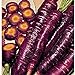 photo Purple Dragon Carrots Seeds (25+ Seeds)(More Heirloom, Organic, Non GMO, Vegetable, Fruit, Herb, Flower Garden Seeds (25+ Seeds) at Seed King Express)