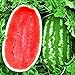 photo KIRA SEEDS - Giant Astrakhan Watermelon 11 lbs - Fruits for Planting - GMO Free
