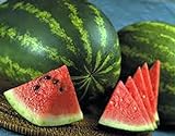 Watermelon, Jubilee , Heirloom, 20 Seeds, Large, Sweet N Delicious photo / $1.99 ($0.10 / Count)