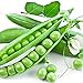 photo Earthcare Seeds Peas Little Marvel Sweet Dwarf Bush Pea 50 Seeds (Pisum sativum) No GMO – Open Pollinated - Heirloom