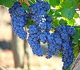 Grape Seeds for Planting| 100 Seeds Packet photo / $8.99 ($0.09 / Count)