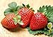 photo 300pcs Giant Strawberry Seeds, Sweet Red Strawberry/Organic Garden Strawberry Fruit Seeds, for Home Garden Planting