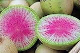 100 Radis Melon d'eau des graines de radis très unique photo / 4,59 €