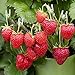 photo (2000 Seeds)Perpetual Strawberry Four Seasons Strawberry Seeds for Planting04