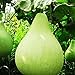 foto Kürbiskerne zum Anpflanzen,Lagenaria Siceraria,Kürbiskerne,Kürbis,Flaschenkürbis samen mix,Kürbisflasche,Siceraria,Natürliches Bio-Saatgut-15 PCS