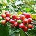 foto Samen für Pflanzen, 1 Beutel Bohnensamen mehrjährig, natürlich, klein, produktiver Kaffeebaum-Samen für Garten – Kaffeebohnen Samen