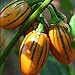 photo 50 graines / pack jardin des plantes de bricolage, Solanum aethiopicum africaine Aubergine Vegetable Seeds