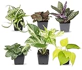 Easy to Grow Houseplants (6 Pack), Live House Plants in Plant Containers, Growers Choice Plant Set in Planters with Potting Soil Mix, Home Décor Planting Kit or Outdoor Garden Gifts by Plants for Pets photo / $25.61