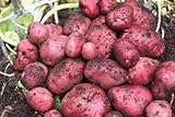 Southern Red Seed Potato Certified AAA Grade photo / $14.99