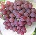 foto 50 Stück Traubenkerne chinesische billig Obst Traubenkernen sehr süß leicht Fruchtsamen für zu Hause Garten Pflanzen wachsen