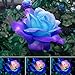 photo 50 Pcs/Sac Graines De Rose Viable Naturel Mini Graines De Rose Bleu Ornementales Pour Jardin Graines De Plantes De Jardin Graines de rose bleu rose