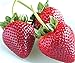 photo zellajake Fresh Delicious Strawberries 400+ Seeds (Fragaria x ananassa)