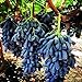 foto 100 piezas semillas de uva raro familia Heirloom fruta Natural cultivo escalada especies hogar jardín necesario no GMO fresco esfuerzo