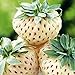 foto 100 Schachteln/Taschen Erdbeer samen hohe Keimrate leicht zu nahrhaften vitamin reichen mehrfarbigen Nicht-Gmo-Frucht sämlingen für die Gartenarbeit auf Bauernhöfe zu Hause Weiß Eine Größe