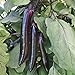 photo Shikou Hybrid Eggplant Seeds (40 Seed Pack)