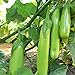 photo Fingers - Green Eggplant Seeds - 2 g Packet ~450 Seeds - Non-GMO - Vegetable Garden - Solanum melongena