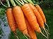 photo 1,000+ Carrot Seeds- Scarlet Nantes Heirloom Variety