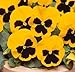 photo lot de 50 graines de pensée des jardins à grandes fleurs suisse jaune fleur comestible envoi rapide sous 48h