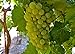 photo Heirloom 50 Seeds Green Grape Fruit Vine Vitis Vinifera Seeds
