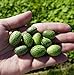 photo Thumb Watermelon Seeds for Planting-300 Seeds