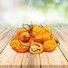 foto Habanero Orange 25 x Samen aus Portugal 100% Natürlich ohne Chemische Anzuchthilfe oder Gentechnik