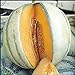 photo Melon charentais 30 graines Il est un melon européen classique