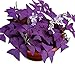 photo Oxalis Triangularis 10 Bulbs - Purple Shamrocks Lucky Lovely Flowers Bulbs Grows Indoor or Outdoor
