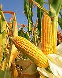 300 Seeds Yellow Dent Corn Kernels Grain Corn Seeds Field Corn for Corn Meal Grinding Planting Heirloom Non-GMO photo / $10.50 ($148.94 / Ounce)