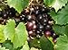photo Large Black Muscadine Seed - Self Fertile Native Grape Seeds (0.5gr to 3.0gr)